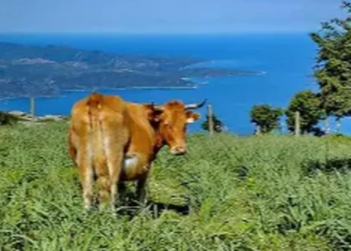 Magnifico Al Piano Terra Climatizzato Di 70 M Terrazza Con Villa *